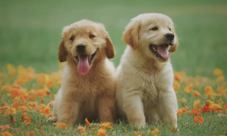 golden retriever puppies